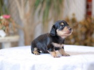 Kaninchen-Dachshund_1393