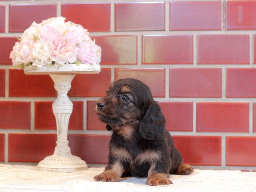 カニンヘン ダックスフンド セーラ&ボノの子犬 ブラックタン 男の子