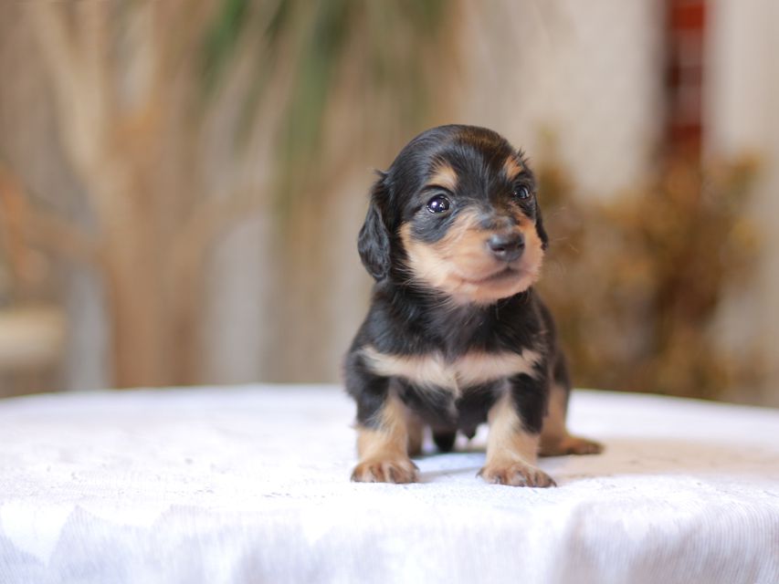 カニンヘン ダックスフンド コリン & スカッシュの子犬 ブラックイエロー（ブラッククリーム） 男の子