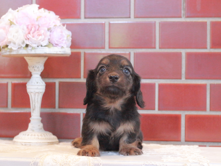 カニンヘン ダックスフンド セーラ&ボノの子犬 ブラックタン 男の子