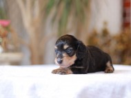 Kaninchen-Dachshund_1410