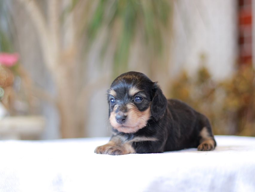カニンヘン ダックスフンド コリン & スカッシュの子犬 ブラックイエロー(ブラッククリーム) 女の子Kaninchen-Dachshund_1412 カニンヘン ダックスフンド コリン & スカッシュの子犬 ブラックイエロー(ブラッククリーム) 女の子