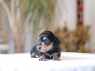 Kaninchen-Dachshund_1418