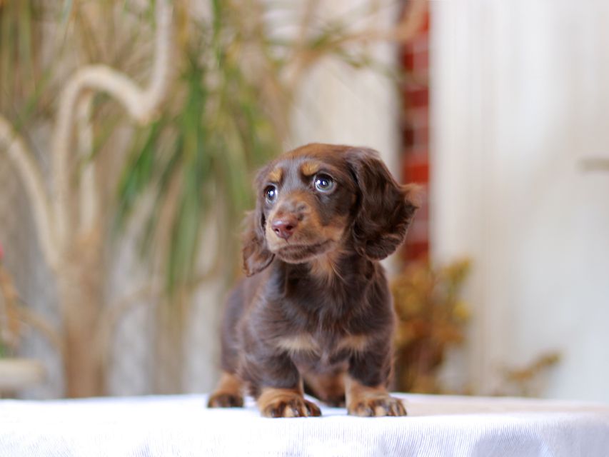 カニンヘン ダックスフンド レイat & ブルースの子犬 チョコタン 男の子