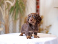 Kaninchen-Dachshund_1429 Kaninchen-Dachshund_1429