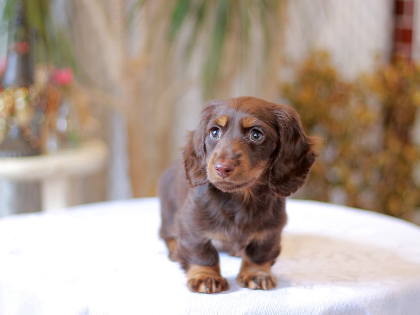 カニンヘン ダックスフンド レイat & ブルースの子犬 チョコタン 男の子