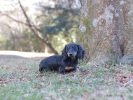 Kaninchen-Dachshund_1492