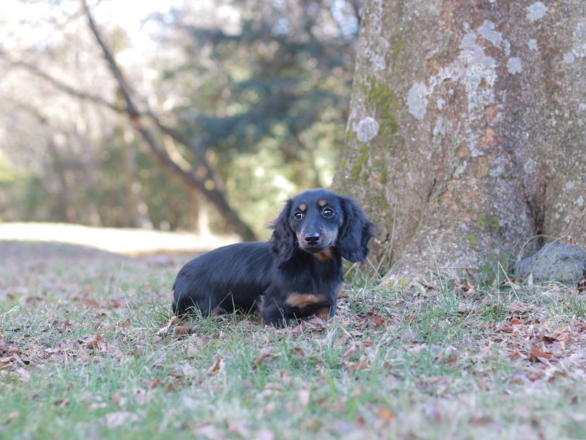 ミニチュア ダックスフンド ローリー & ジェットの子犬 ブラタン 女の子(1)Kaninchen-Dachshund_1492 ミニチュア ダックスフンド ローリー & ジェットの子犬 ブラタン 女の子(1)