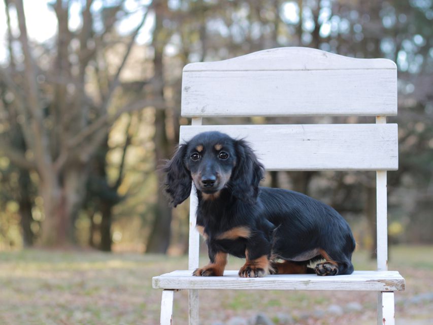 ミニチュア ダックスフンド ローリー & ジェットの子犬 ブラタン 女の子(1)Kaninchen-Dachshund_1543 ミニチュア ダックスフンド ローリー & ジェットの子犬 ブラタン 女の子(1)