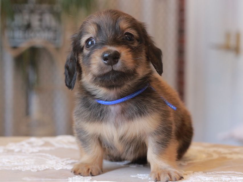 カニンヘン ダックスフンド ひなプリ&ナイトの子犬 イエロー（クリーム） 男の子（1）