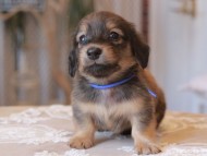Kaninchen-Dachshund_1545