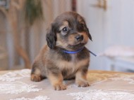 Kaninchen-Dachshund_1547