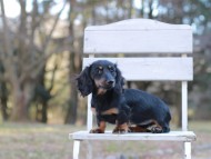 Kaninchen-Dachshund_1549 Kaninchen-Dachshund_1549