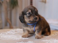 Kaninchen-Dachshund_1557