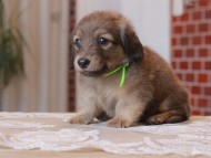 Kaninchen-Dachshund_1568