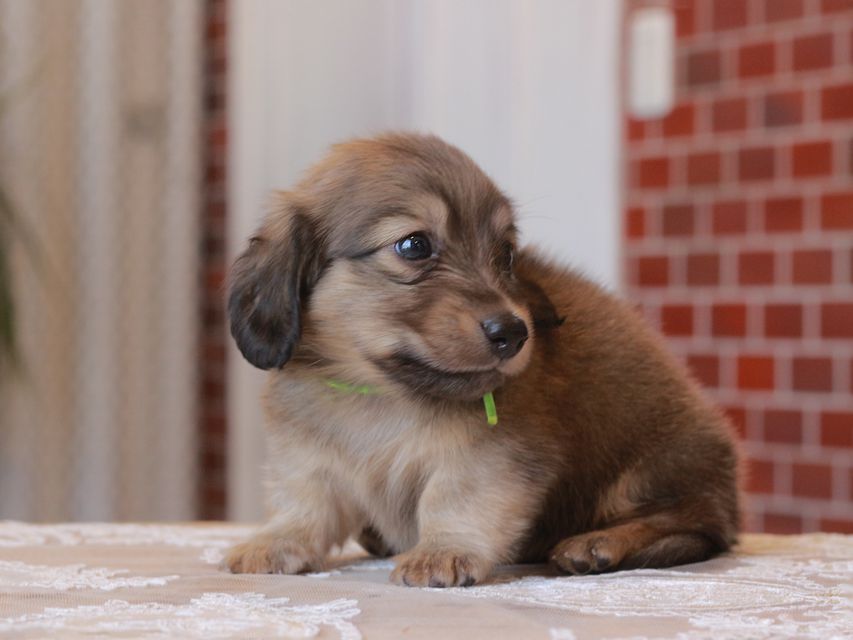 カニンヘン ダックスフンド ひなプリ&ナイトの子犬 イエロー（クリーム） 男の子（2）