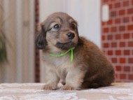 Kaninchen-Dachshund_1578