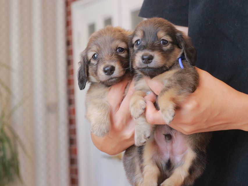 カニンヘン ダックスフンド ひなプリ&ナイトの子犬 イエロー（クリーム） 男の子（2）