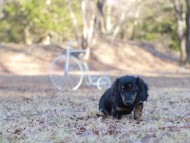 Kaninchen-Dachshund_1589