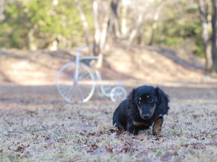 ミニチュア ダックスフンド ローリー & ジェットの子犬 ブラタン 女の子(1)Kaninchen-Dachshund_1589 ミニチュア ダックスフンド ローリー & ジェットの子犬 ブラタン 女の子(1)