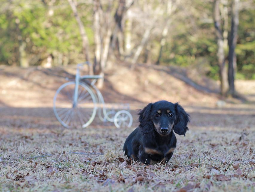 ミニチュア ダックスフンド ローリー & ジェットの子犬 ブラタン 女の子(1)Kaninchen-Dachshund_1607 ミニチュア ダックスフンド ローリー & ジェットの子犬 ブラタン 女の子(1)