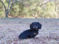 Kaninchen-Dachshund_1674