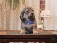 Kaninchen-Dachshund_1685