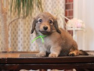 Kaninchen-Dachshund_1702