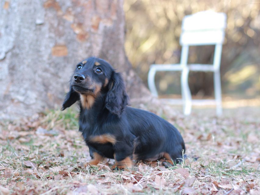 ミニチュア ダックスフンド ローリー & ジェットの子犬 ブラタン 女の子(1)Kaninchen-Dachshund_1705 ミニチュア ダックスフンド ローリー & ジェットの子犬 ブラタン 女の子(1)