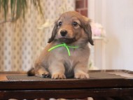 Kaninchen-Dachshund_1707