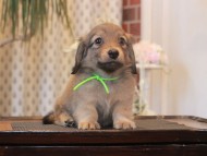 Kaninchen-Dachshund_1710 Kaninchen-Dachshund_1710