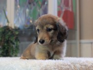 Kaninchen-Dachshund_1874