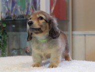 Kaninchen-Dachshund_1877