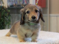 Kaninchen-Dachshund_1880