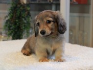 Kaninchen-Dachshund_1885