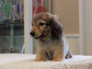 Kaninchen-Dachshund_1887