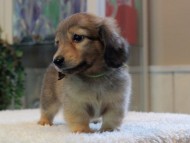 Kaninchen-Dachshund_1891