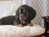 Kaninchen-Dachshund_1905 Kaninchen-Dachshund_1905