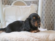 Kaninchen-Dachshund_1929