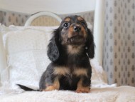 Kaninchen-Dachshund_1956
