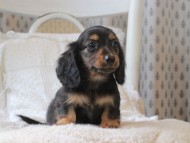 Kaninchen-Dachshund_1957