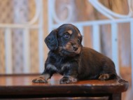 Kaninchen-Dachshund_3676