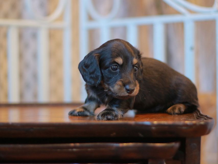 カニンヘン ダックスフンド ジェシー&スルガの子犬 ブライエ 男の子Kaninchen-Dachshund_3678 カニンヘン ダックスフンド ジェシー&スルガの子犬 ブライエ 男の子