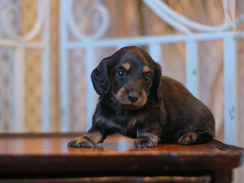 カニンヘン ダックスフンド ジェシー&スルガの子犬 ブライエ 男の子Kaninchen-Dachshund_3684 カニンヘン ダックスフンド ジェシー&スルガの子犬 ブライエ 男の子