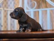 Kaninchen-Dachshund_3705