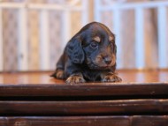 Kaninchen-Dachshund_3713
