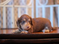 Kaninchen-Dachshund_3728