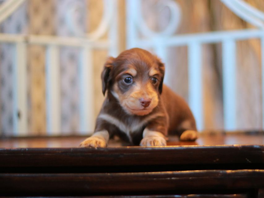 カニンヘン ダックスフンド ジェシー&スルガの子犬 チョコイエ 男の子Kaninchen-Dachshund_3740 カニンヘン ダックスフンド ジェシー&スルガの子犬 チョコイエ 男の子