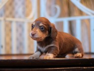 Kaninchen-Dachshund_3746 Kaninchen-Dachshund_3746