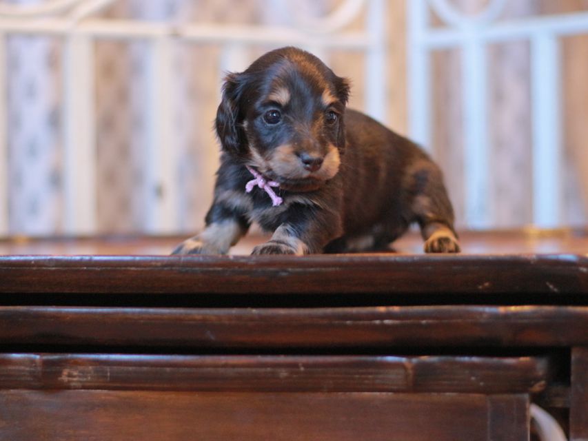 カニンヘン ダックスフンド ジェシー&スルガの子犬 ブライエ 女の子(1)